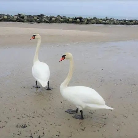 Maciejka Lodge Rusinowo (Slawno)