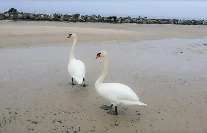 Maciejka Lodge Rusinowo (Slawno)
